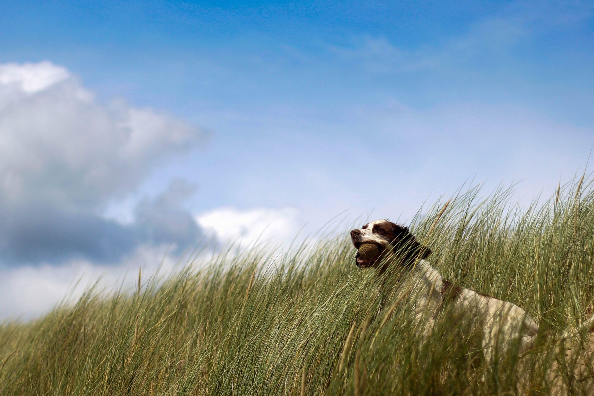 A dog with a ball in its mouth sits in high grass as the wind blows.