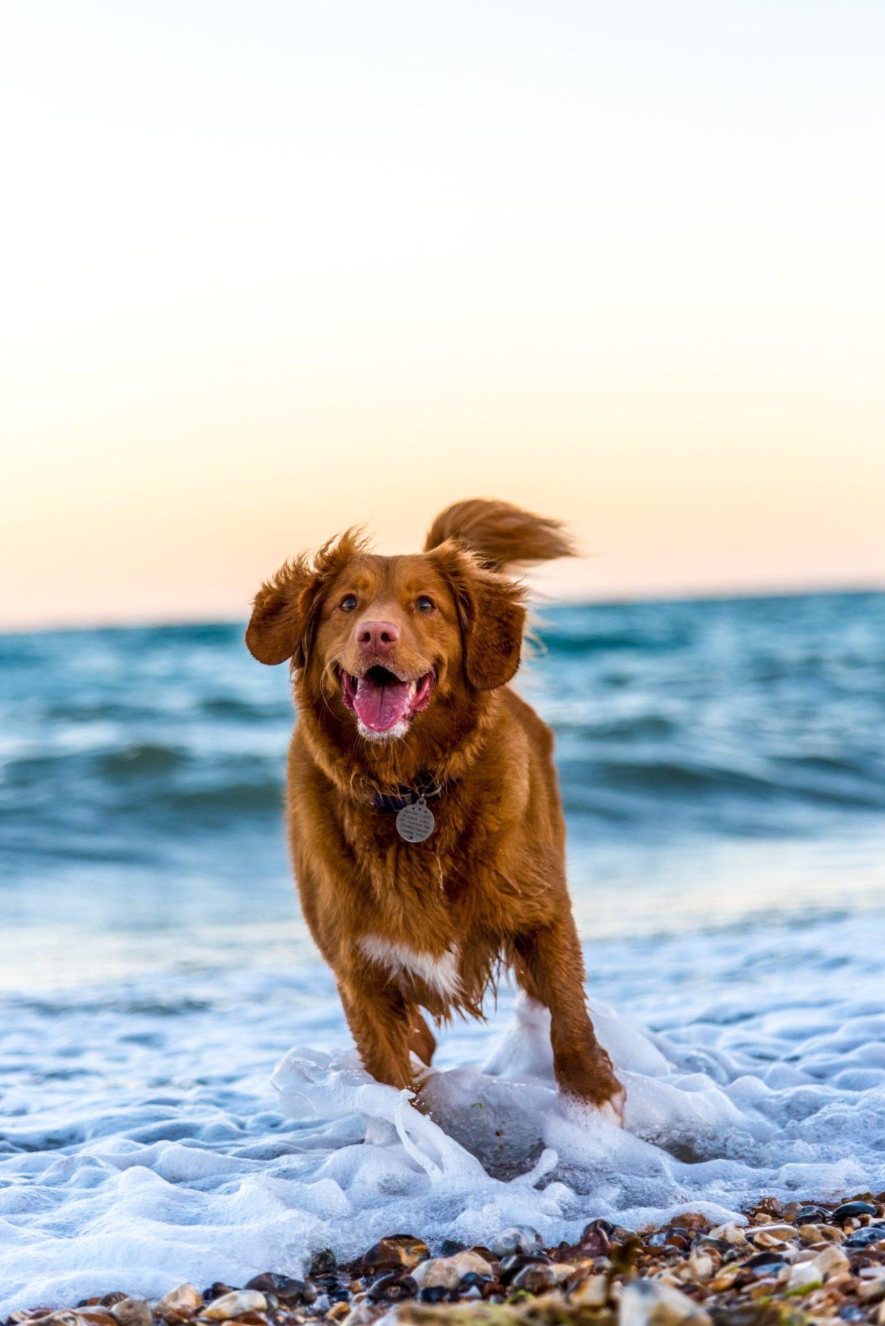 A medium-sized dog runs through foamy ocean water with a big smile.