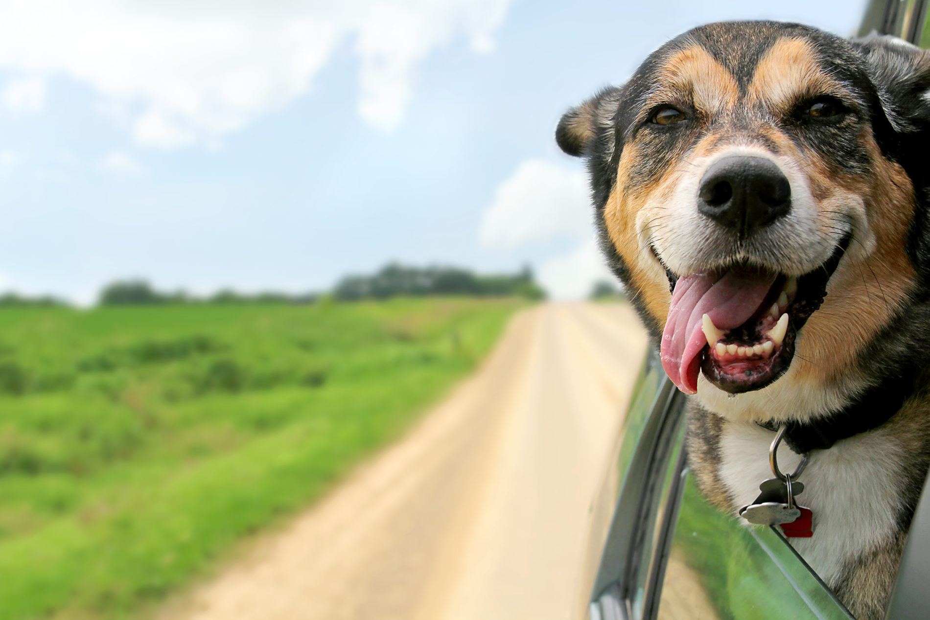 Happy dog hanging out of a car window while being driven down a dirt road beside a green field.