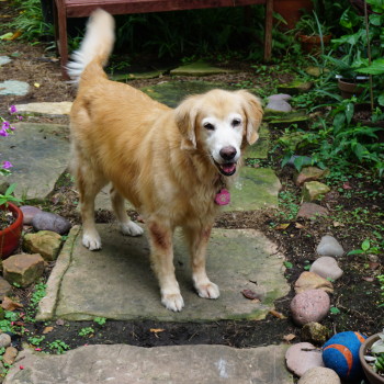 Off Leash Dog Play Pet Guru Off Leash Dog Play Pet Guru