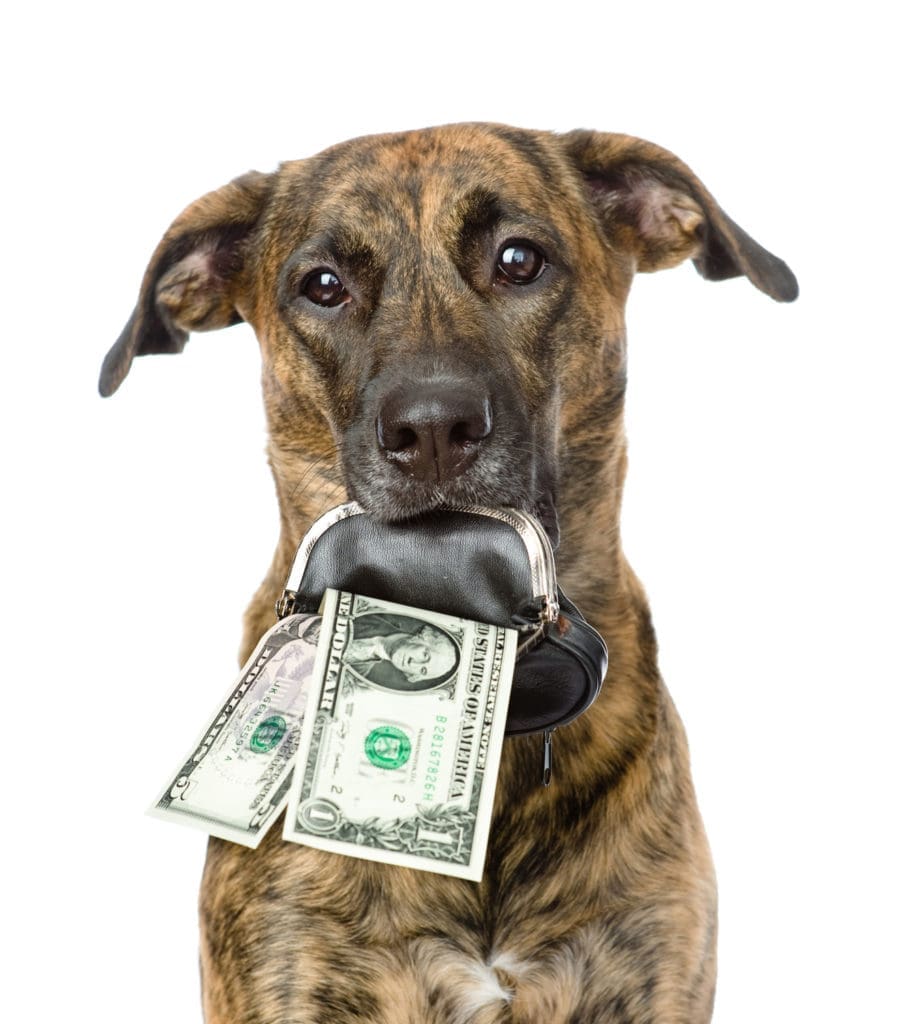 Reasons For Small Service Dogs Reasons For Small Service Dogs