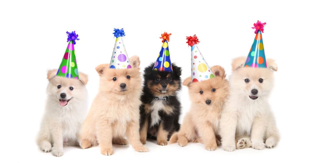 all about puppies all about puppies the gurus all about puppies all about puppies the gurus