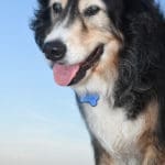 Archie the dog lets the wind blow through his fur while he stands on the beach.