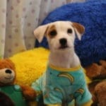 Disco the dog wearing blue pajamas with yellow cuffs and yellow bananas polka dotted on them.