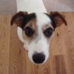 The Dog Gurus Monty