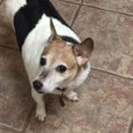 The Dog Gurus Sadie