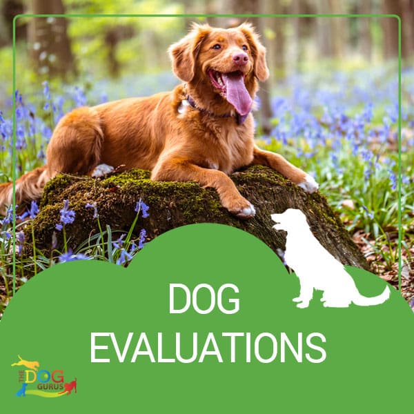 A red, happy dog with white touches in its fur laying on top of a tree stump surrounded by purple flowers. The writing below this image reads, "Dog Evaluations."